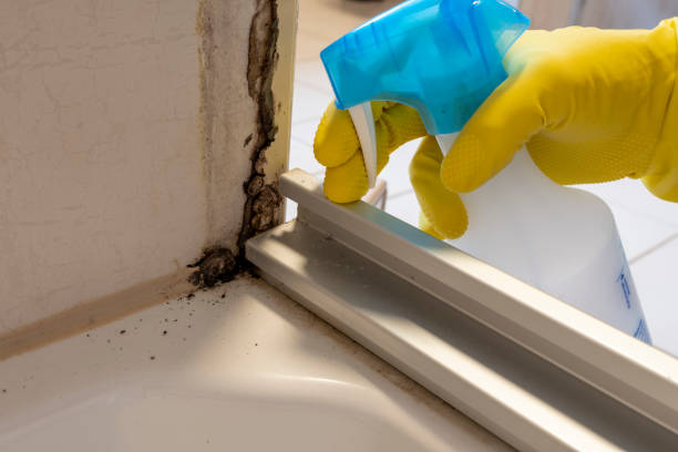 Mold Prevention & Removal